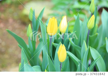 チューリップの花 37431642