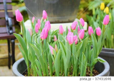 チューリップの花 37431646