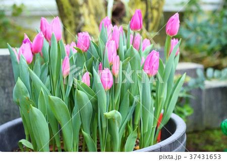 チューリップの花 チューリップの花 37431653