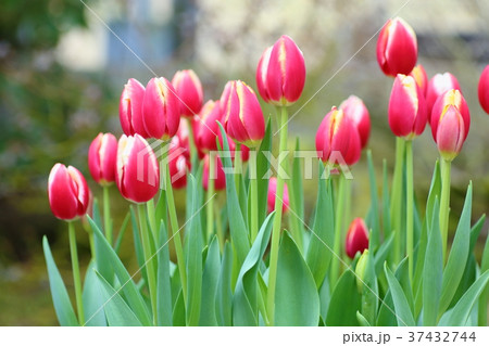 チューリップの花 37432744