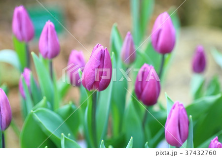 チューリップの花 チューリップの花 37432760