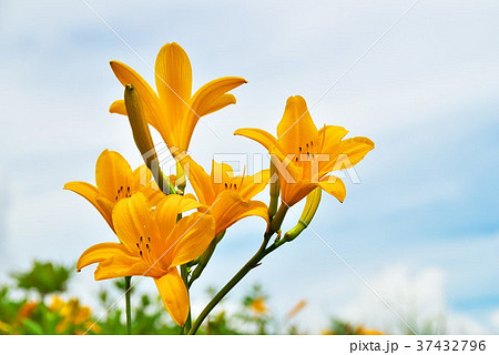 ニッコウキスゲ　車山高原 37432796