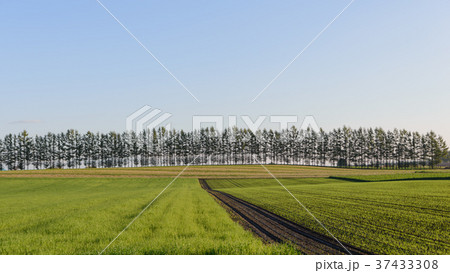 十勝平野の朝 37433308