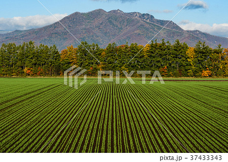 十勝平野の朝 37433343
