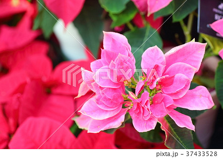 ポインセチアの花　ローザ 37433528