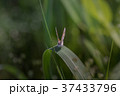 正面から捉えた小さな可愛らしい蝶々 37433796