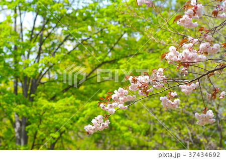 八重桜と新緑の公園 37434692