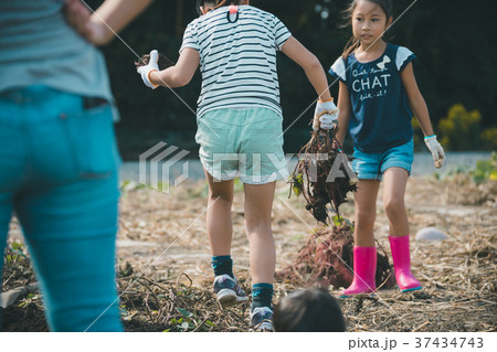 vegetable field 37434743