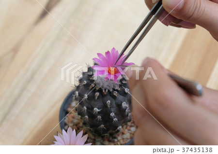 Soft focus Cactus breeding image. Soft focus Cactus breeding image. 37435138