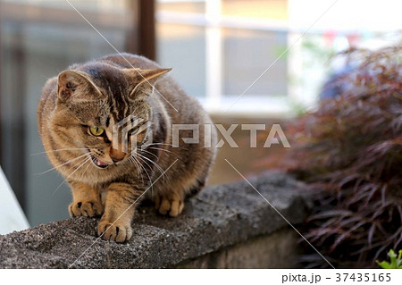 キジトラ猫 ピクシーボブ にらみを利かせるネコの写真素材
