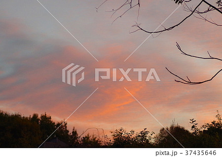 夕焼けの森 37435646