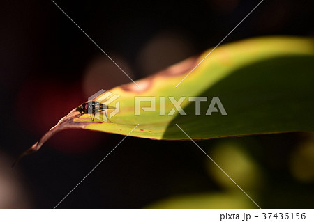 花 フラワー お花 37436156