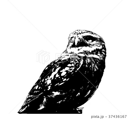 フクロウ ふくろう 梟 37436167