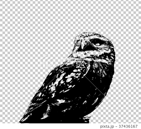 フクロウ ふくろう 梟 37436167