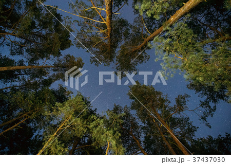 Natural Real Night Starry Sky Above Green Pine 37437030