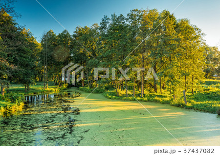 Scenic View Of Summer Sunny Forest Woods And Wild 37437082