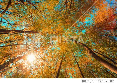 Autumn Sun Shining Through Canopy Of Tall Maple Autumn Sun Shining Through Canopy Of Tall Maple 37437107