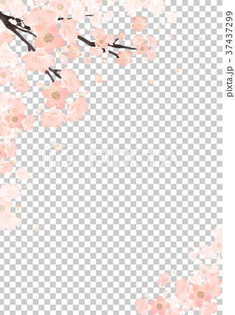 春 桜 背景 縦 水彩 イラストのイラスト素材