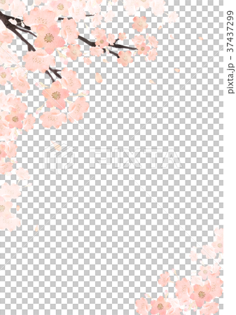 春 桜 背景 縦 水彩 イラストのイラスト素材