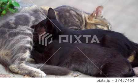 Two kitten feeding from a cat 37437454