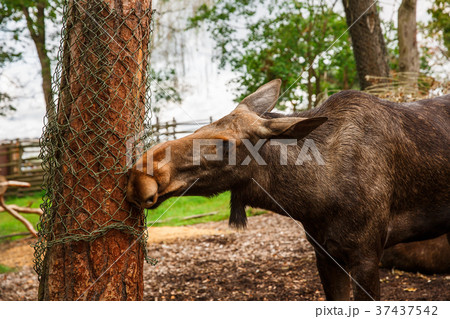 Moose in zoo 37437542