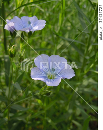 亜麻の花畑 亜麻の花畑 37437722