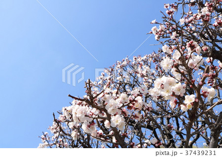 池上梅園の白梅 37439231