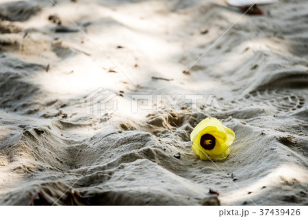Hibiscus tiliaceus flower on sand Hibiscus tiliaceus flower on sand 37439426