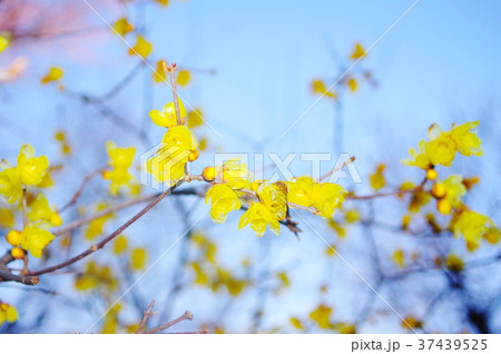 蠟梅の花 37439525