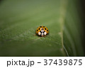 葉っぱの上でモジモジしているように見えるテントウムシ 37439875