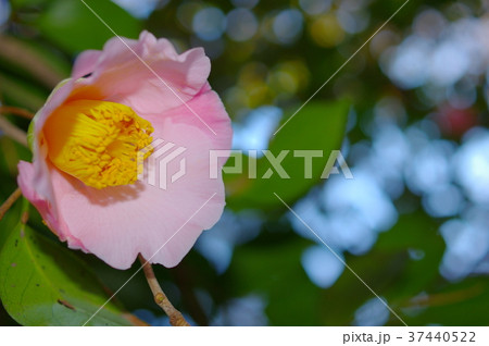 木陰で咲く薄桃色の椿 37440522