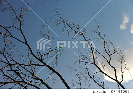 冬の空 37441065