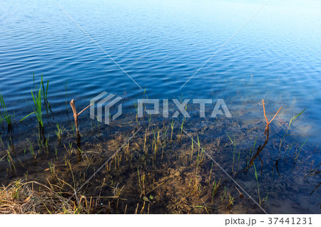 Summer lake calm rushy shore. 37441231