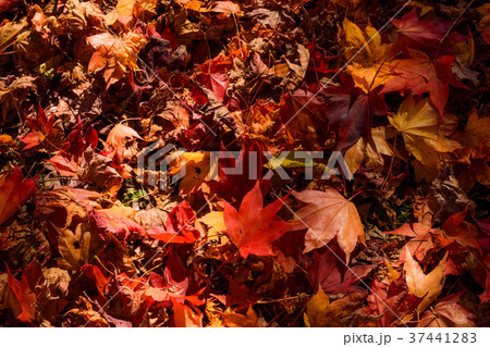 紅葉の落ち葉 37441283