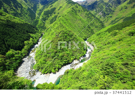 新緑の祖谷渓 新緑の祖谷渓 37441512