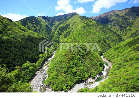 新緑の祖谷渓 37441516