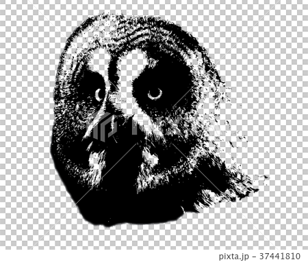フクロウ ふくろう 梟 37441810