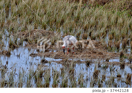 餌を探す朱鷺 餌を探す朱鷺 37442128