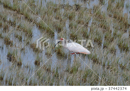 冬の田んぼにいる朱鷺 冬の田んぼにいる朱鷺 37442374