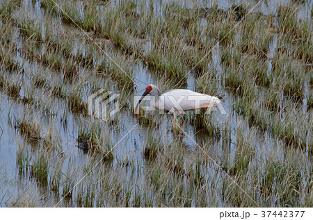 冬の田んぼにいる朱鷺 冬の田んぼにいる朱鷺 37442377