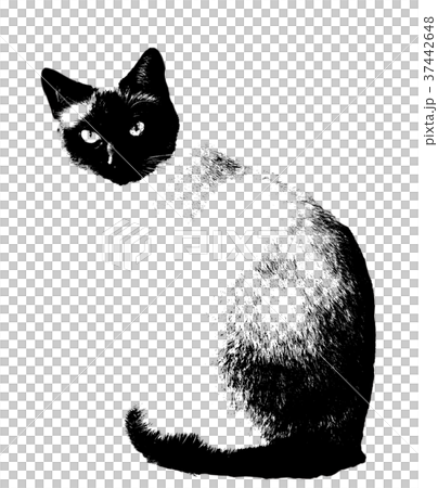 Cat Cat 37442648