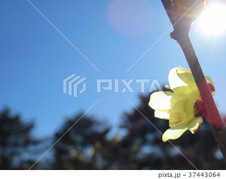 ロウバイ 37443064