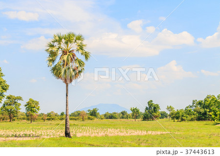 Tropical scene Plam tree leaves Tropical scene Plam tree leaves 37443613