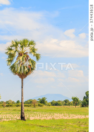 Tropical scene Plam tree leaves Tropical scene Plam tree leaves 37443618