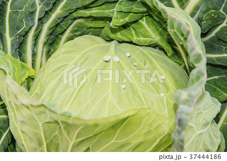 三浦 キャベツ畑 三浦 キャベツ畑 37444186