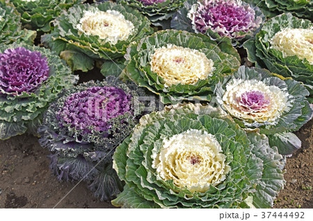 葉ボタン(葉牡丹) 葉ボタン(葉牡丹) 37444492