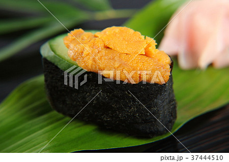 寿司 ウニ 寿司 ウニ 37444510