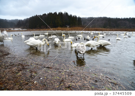 長嶺大池の白鳥とカモたち 37445509