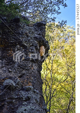 布引観音参道のスズメバチの巣 布引観音参道のスズメバチの巣 37445527