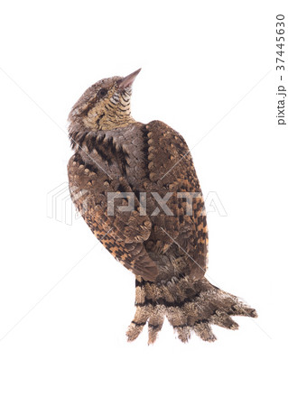 Eurasian wryneck (Jynx torquilla) 37445630